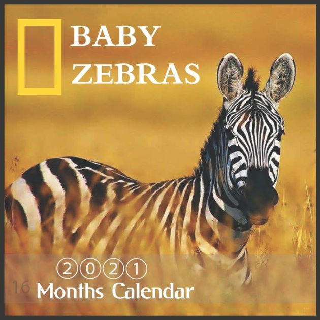 Baby Zebras Calendar Wall & Office Calendar, 16 Month cute zebra