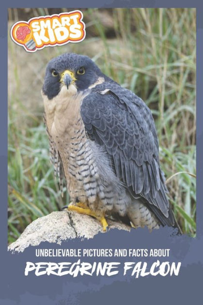 Unbelievable Pictures And Facts About Peregrine Falcons By Olivia ...