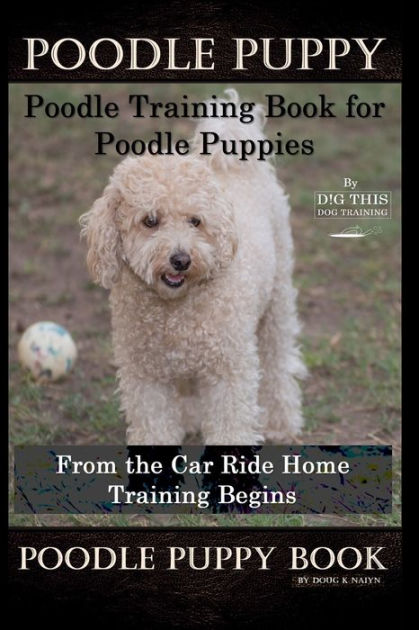 training poodle puppy