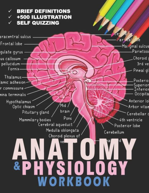 best way to learn anatomy for artists