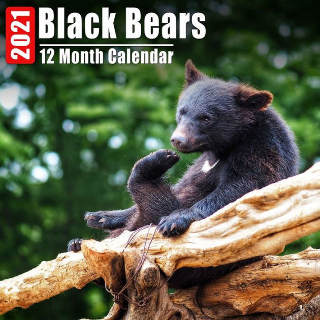 Calendar 2021 Black Bears Cute Black Bear Photos Monthly Mini Calendar