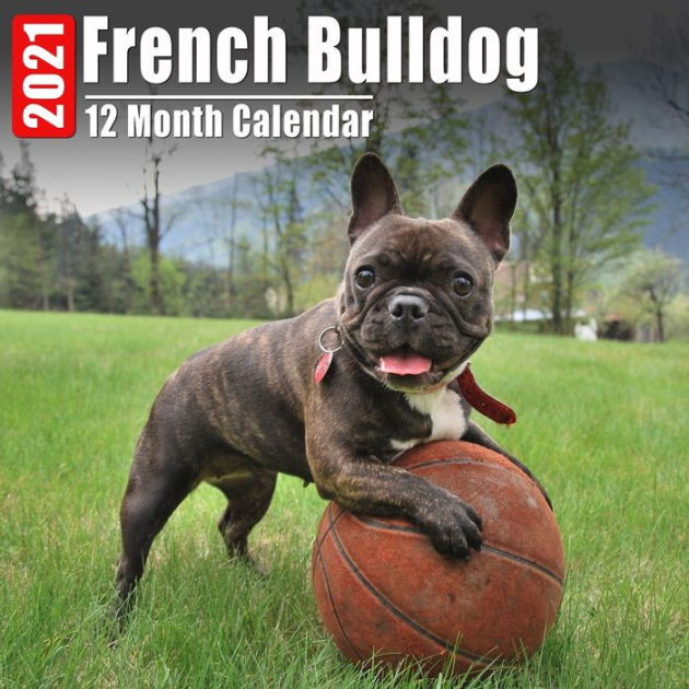 Calendar 2021 French Bulldog Cute French Bulldogs Photos Monthly Mini