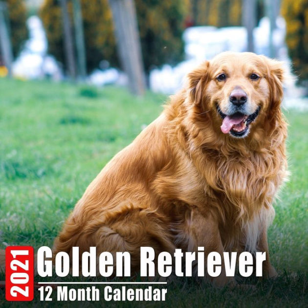 Calendar 2021 Golden Retriever Cute Golden Retrievers Photos Monthly