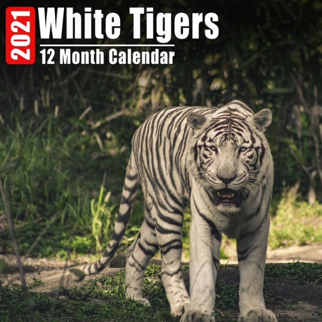 Calendar 2021 White Tigers Cute White Tiger Photos Monthly Mini