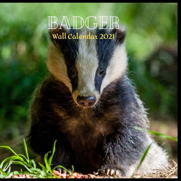 Badger Wall Calendar 2021 Great gifts ideas for teacher and for