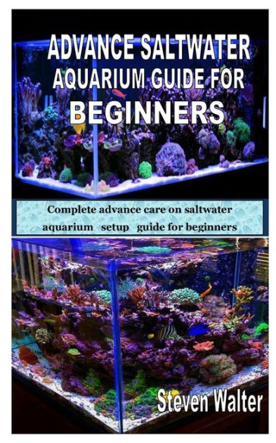 saltwater tank care for beginners