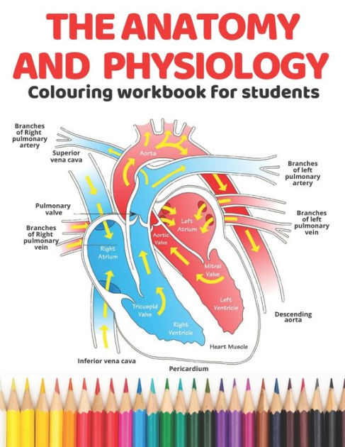 best books for learning anatomy art