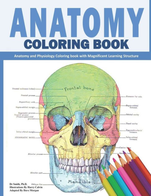 best human anatomy drawing book