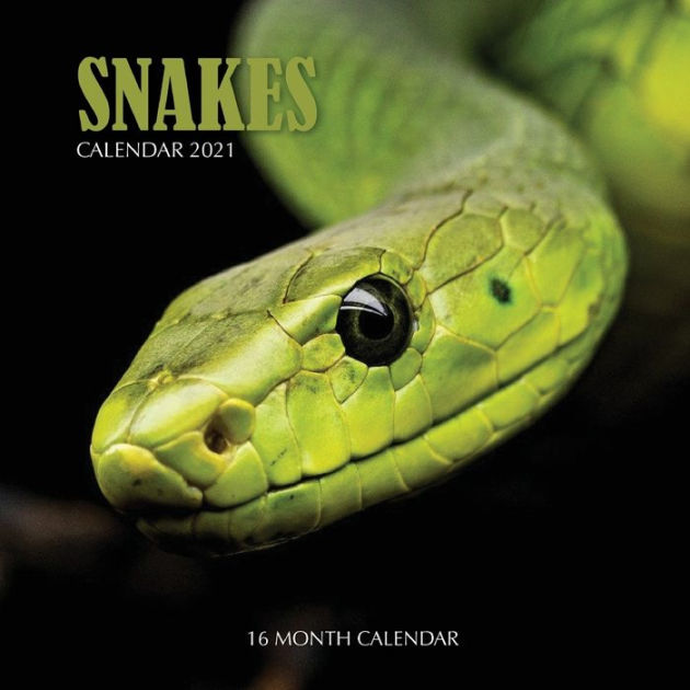 Snake Calendar 2021: 16 Month Calendar by Golden Print, Paperback