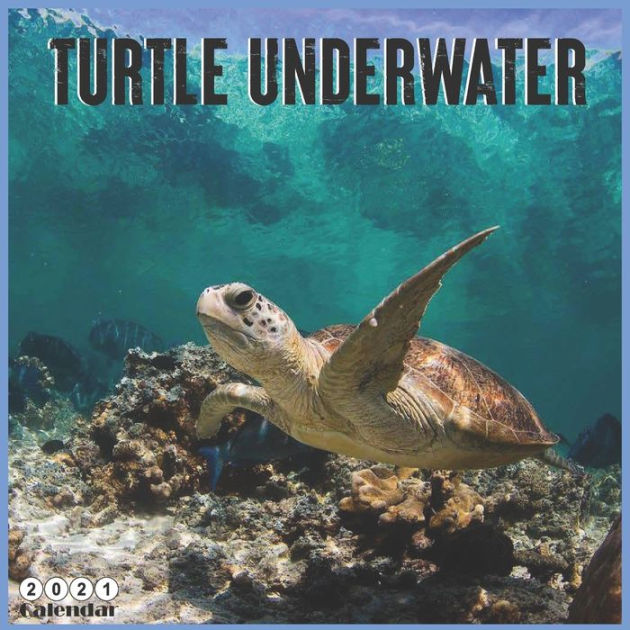 Turtle Underwater 2021 Calendar: Official Sea Turtles Wall Calendar