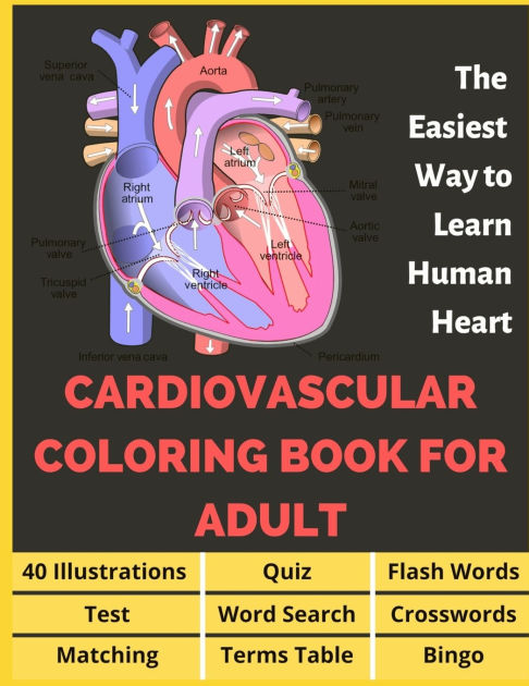 circulatory coloring pages