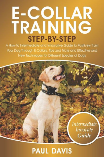 Training your dog clearance with an e collar