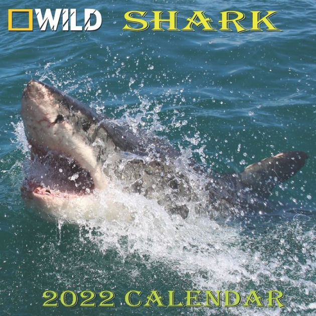 SHARK CALENDAR 2022 SHARK calendar 2022 "8.5x8.5" Inch 16 Months JAN