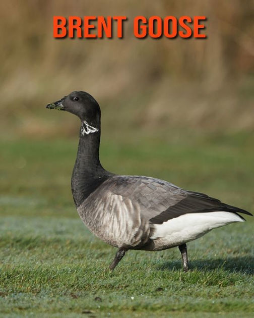 Brent Goose: Beautiful Pictures & Interesting Facts Children Book About