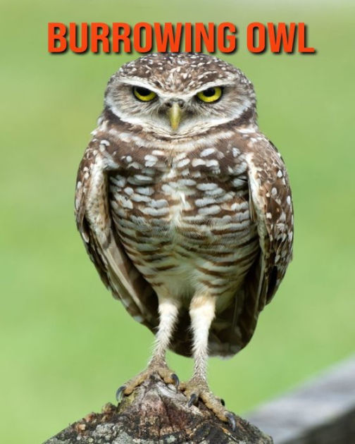 Burrowing Owl Beautiful Pictures & Interesting Facts Children Book