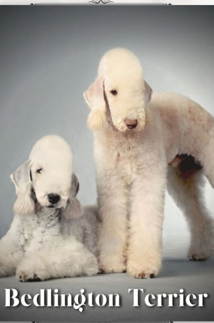 are bedlington terrier noisy