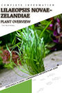 Lilaeopsis Novae-zelandiae: From Novice to Expert. Comprehensive Aquarium Plants Guide
