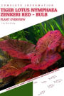 Tiger Lotus Nymphaea Zenkeri Red - Bulb: From Novice to Expert. Comprehensive Aquarium Plants Guide