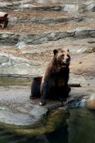 Title: Grizzly Bear Sitting on Rock Cover: Blank Lined Notebook:Left or Right Handed Journal, Author: Maria Jacobs