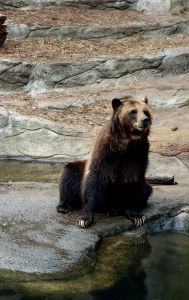 Title: Grizzly Bear Sitting on Rock Cover: Blank Lined Notebook:Left or Right Handed Journal, Author: Maria Jacobs