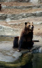 Grizzly Bear Sitting on Rock Cover: Blank Lined Notebook:Left or Right Handed Journal