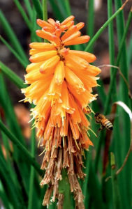 Title: Red Hot Poker Flower and Bee: Blank Lined Notebook Journal:, Author: Maria Jacobs