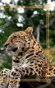 Title: Amur Leopard Cover: Lined Notebook Journal:, Author: Maria Jacobs