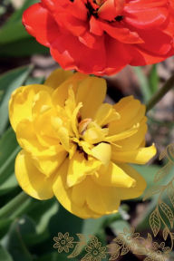 Title: Lined Notebook Journal: Yellow and Red Double Tulips, Author: Maria Jacobs