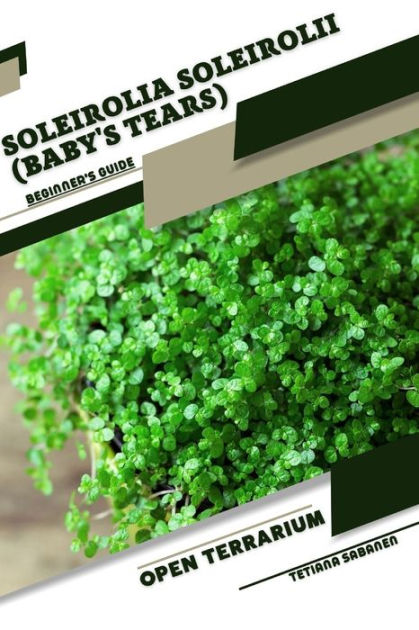 Soleirolia Soleirolii Babys Tears Open Terrarium Beginners Guide