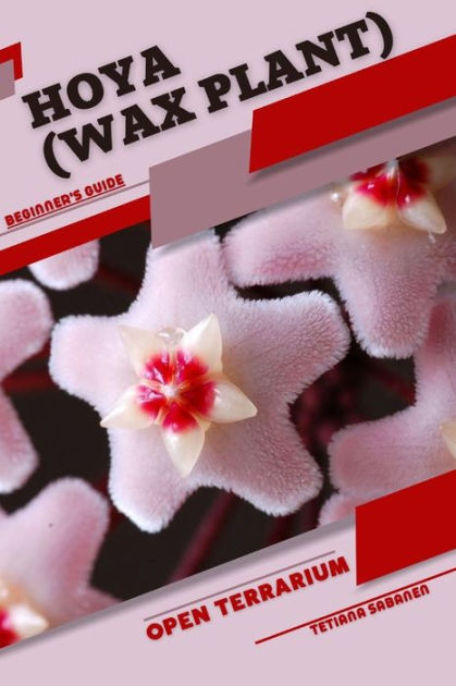 Hoya Wax Plant Open Terrarium Beginners Guide By Tetiana Sabanen