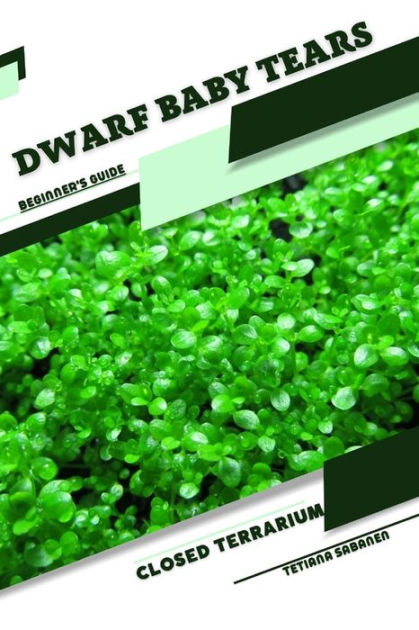 Dwarf Baby Tears Closed Terrarium Beginners Guide By Tetiana Sabanen