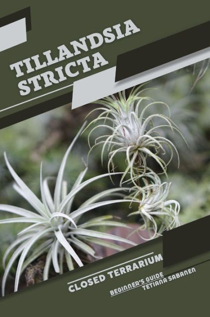 Tillandsia Stricta Closed Terrarium Beginners Guide By Tetiana