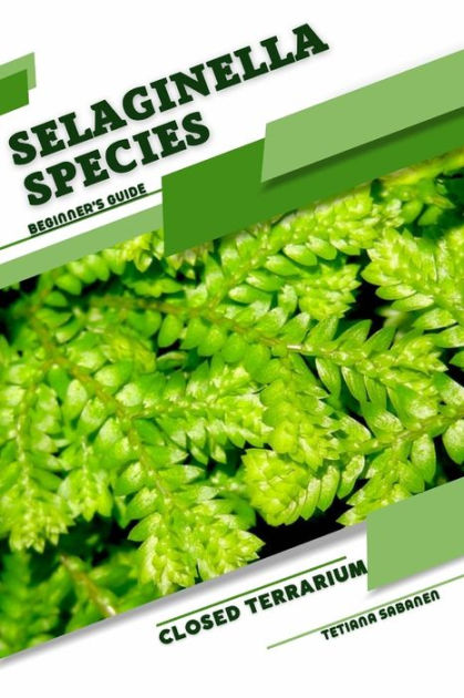 Selaginella Species Closed Terrarium Beginners Guide By Tetiana