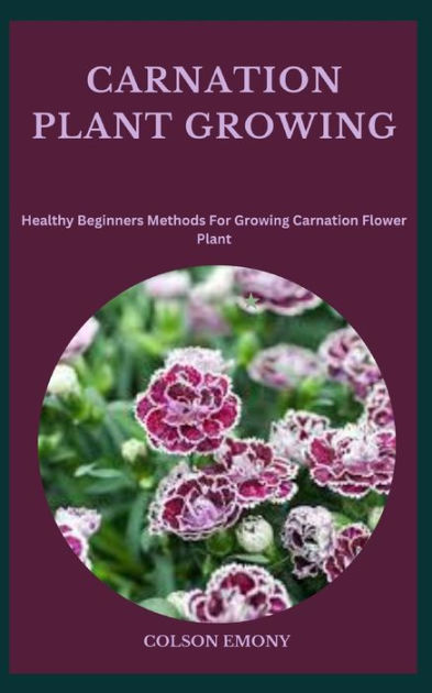 Carnation Growing Guide - Garden Express