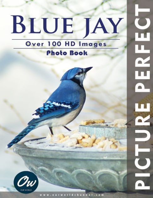 Blue Jay - Realistic Textures [Book]