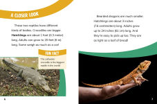 Alternative view 4 of Bearded Dragons and Crocodiles: Reptile Relatives