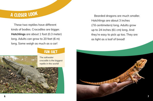 Bearded Dragons and Crocodiles: Reptile Relatives