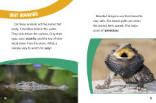 Alternative view 5 of Bearded Dragons and Crocodiles: Reptile Relatives