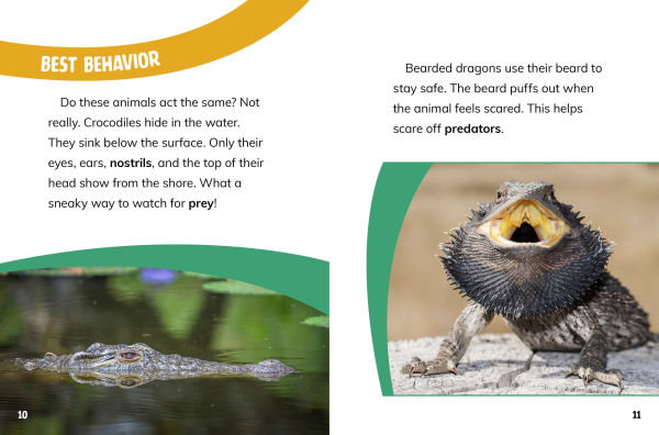 Bearded Dragons and Crocodiles: Reptile Relatives
