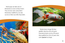 Alternative view 2 of Goldfish and Sharks: Fish Relatives