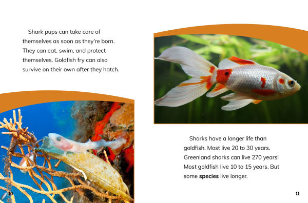 Goldfish and Sharks: Fish Relatives