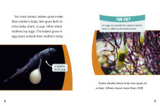 Alternative view 4 of Goldfish and Sharks: Fish Relatives