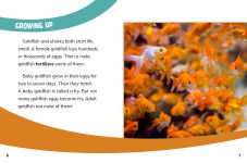 Alternative view 5 of Goldfish and Sharks: Fish Relatives