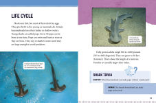 Alternative view 3 of Hammerhead Sharks at Risk: Saving These Unusual Predators