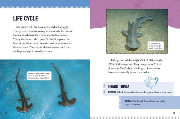 Hammerhead Sharks at Risk: Saving These Unusual Predators