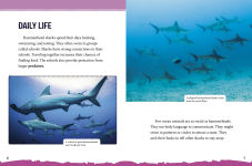 Alternative view 4 of Hammerhead Sharks at Risk: Saving These Unusual Predators