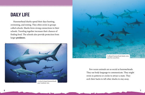 Hammerhead Sharks at Risk: Saving These Unusual Predators