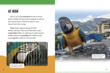 Alternative view 3 of Macaws at Risk: Saving These Colorful Birds