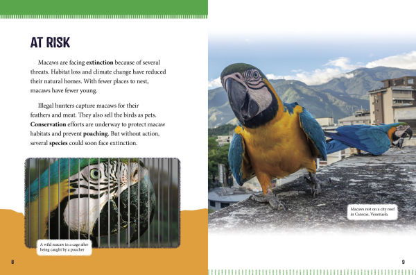 Macaws at Risk: Saving These Colorful Birds