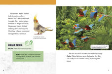 Alternative view 5 of Macaws at Risk: Saving These Colorful Birds